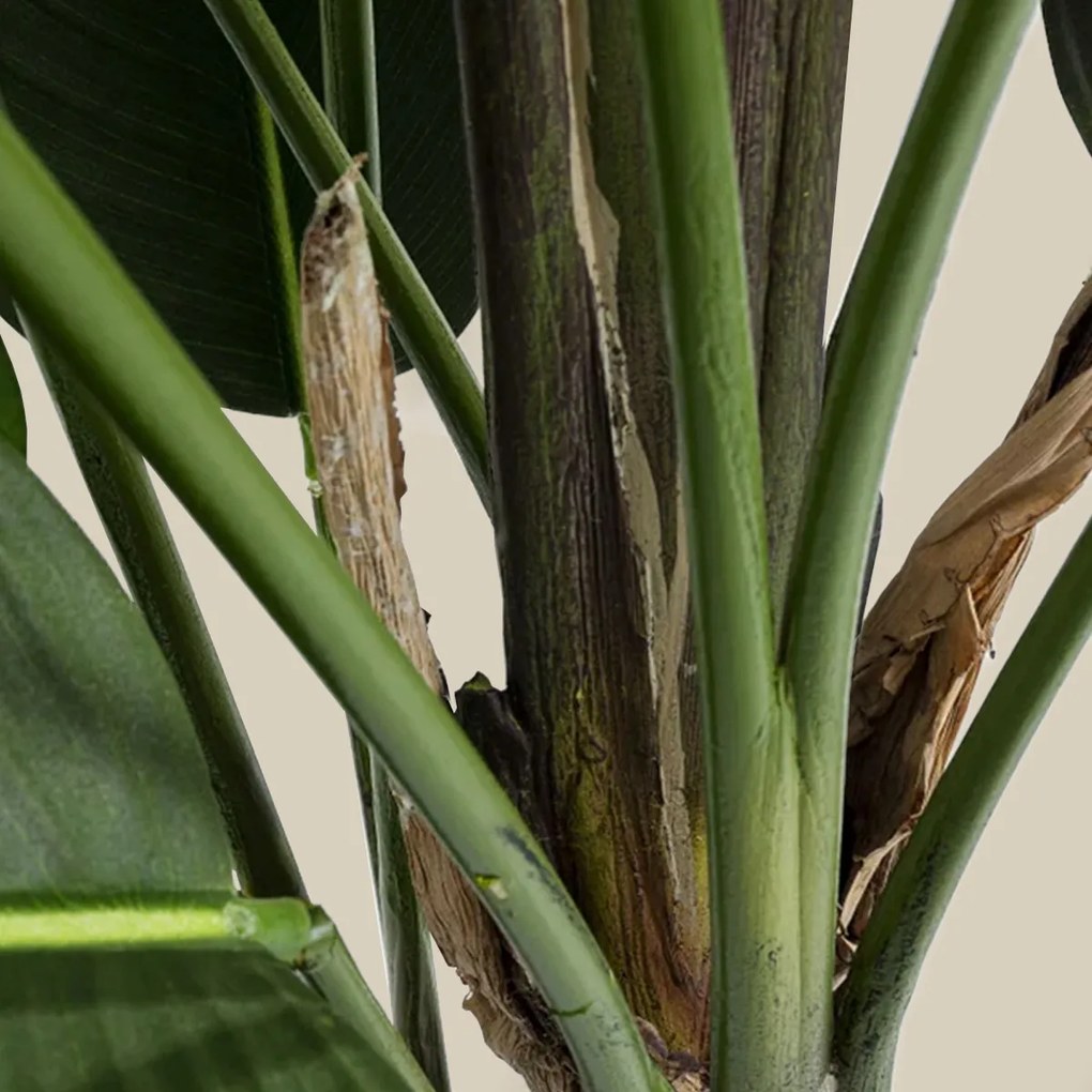 Kunstplant Sterlitzia