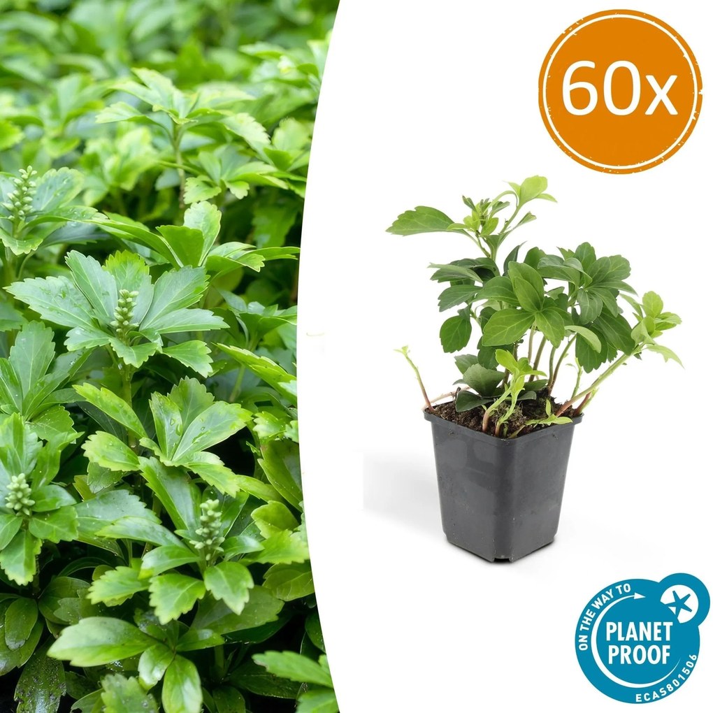 Pachysandra Terminalis 'Green Carpet' - 20cm