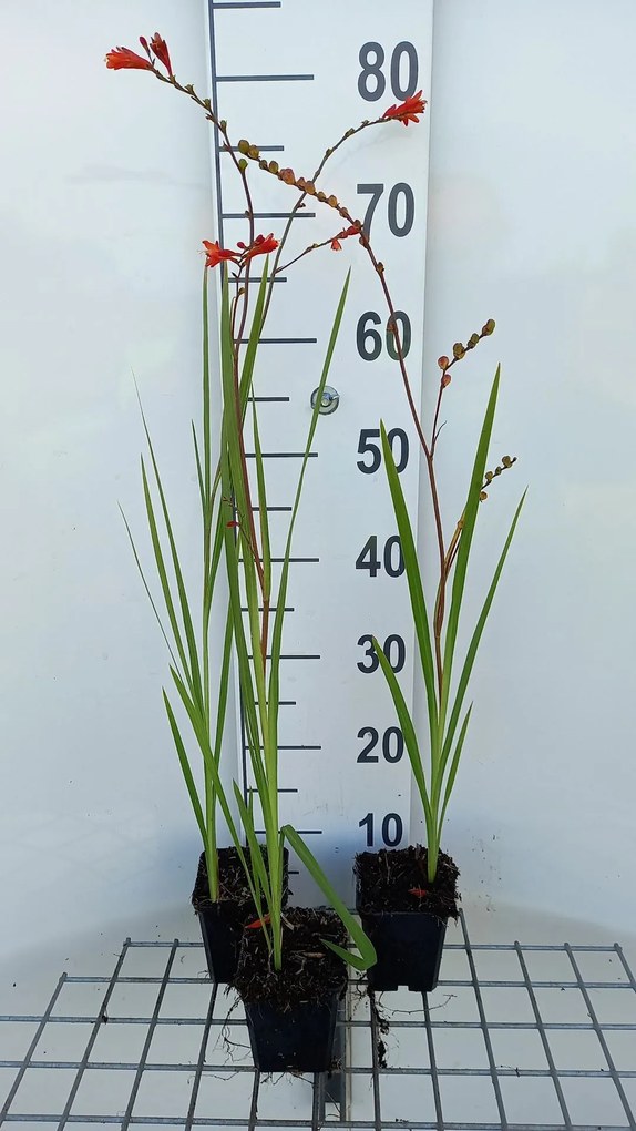 Crocosmia 'Fire King' - pot 9x9 cm -