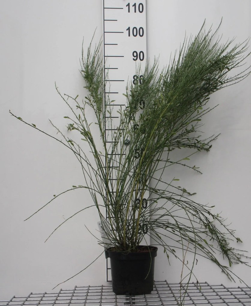 Cytisus x praecox - pot - 40-60 cm