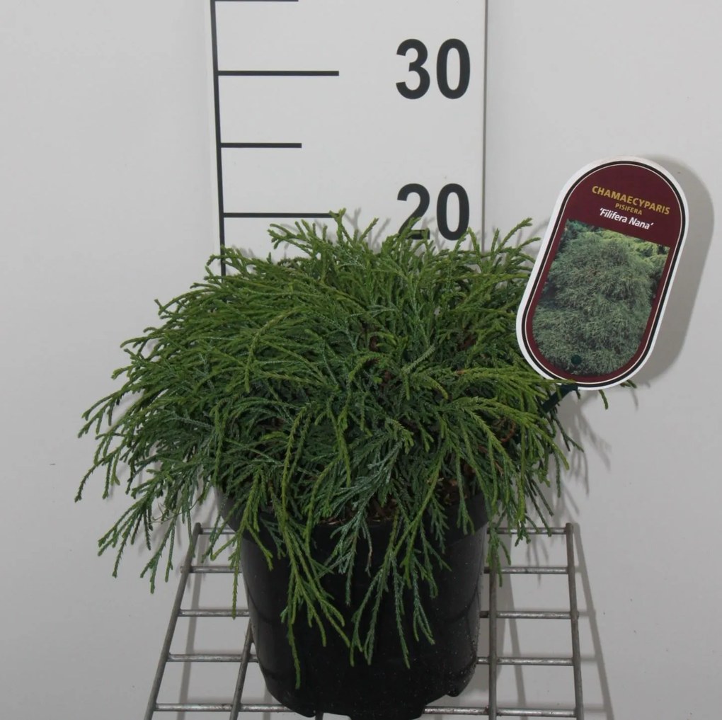 Chamaecyparis pisifera 'Filifera Nana' - pot - 25-30 cm