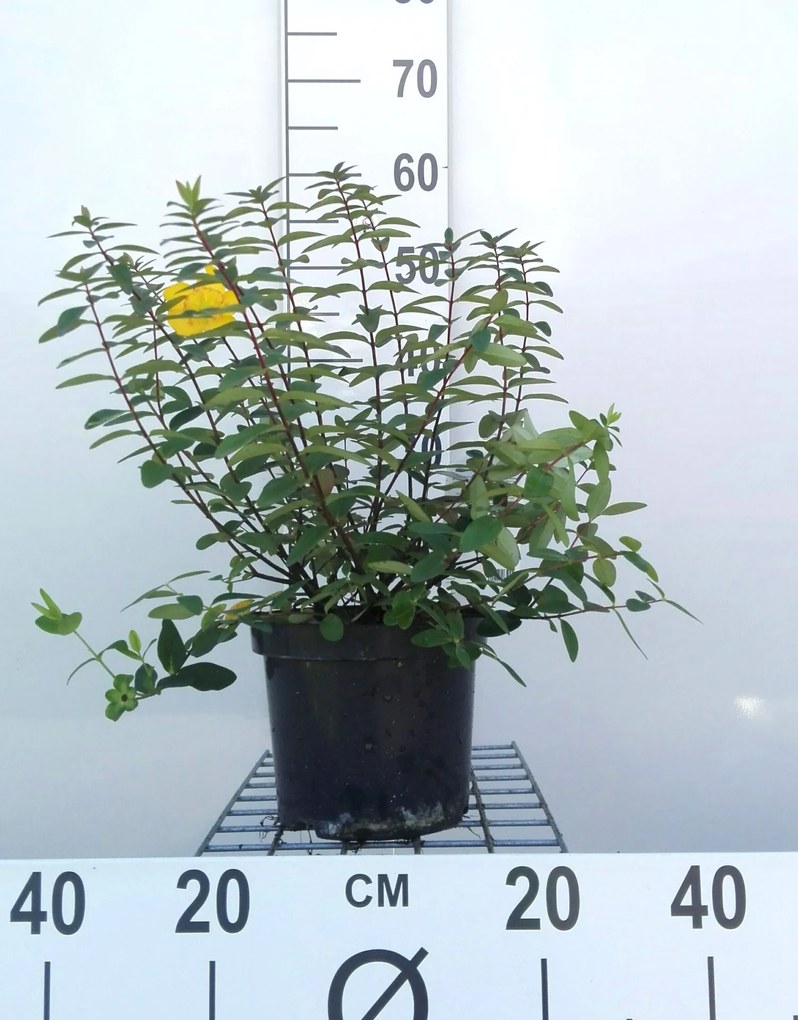 Hypericum x dummeri 'Peter Dummer' - pot - 30-40 cm -