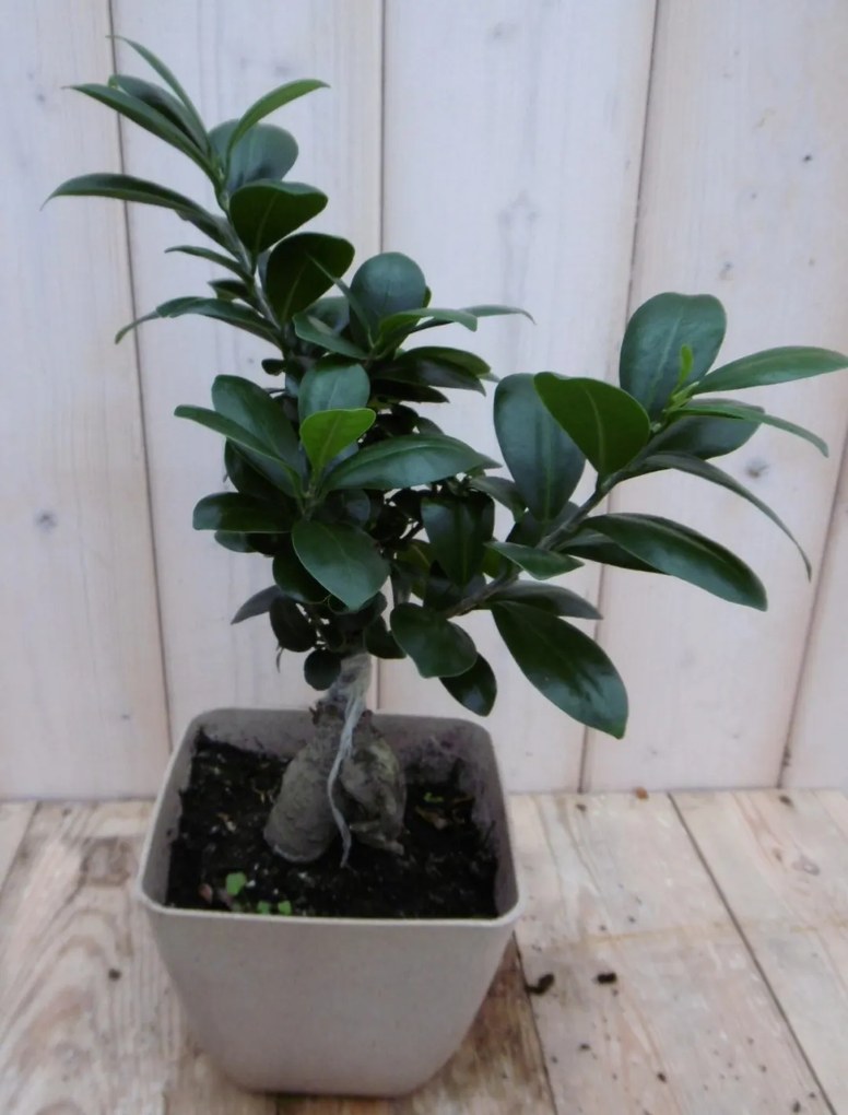 Kamerplant Bonsai Ficus Microcarpa 30 cm