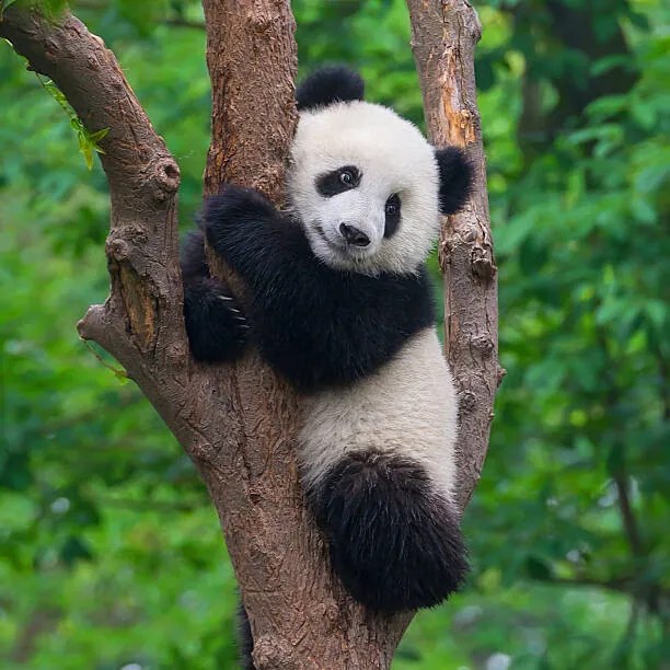 Foto Cute panda bear climbing in tree, Hung_Chung_Chih