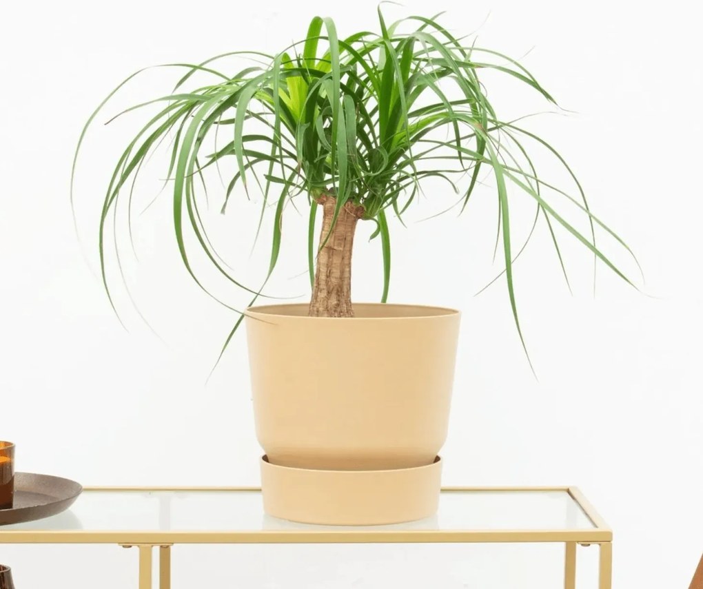 Beaucarnea - 35cm