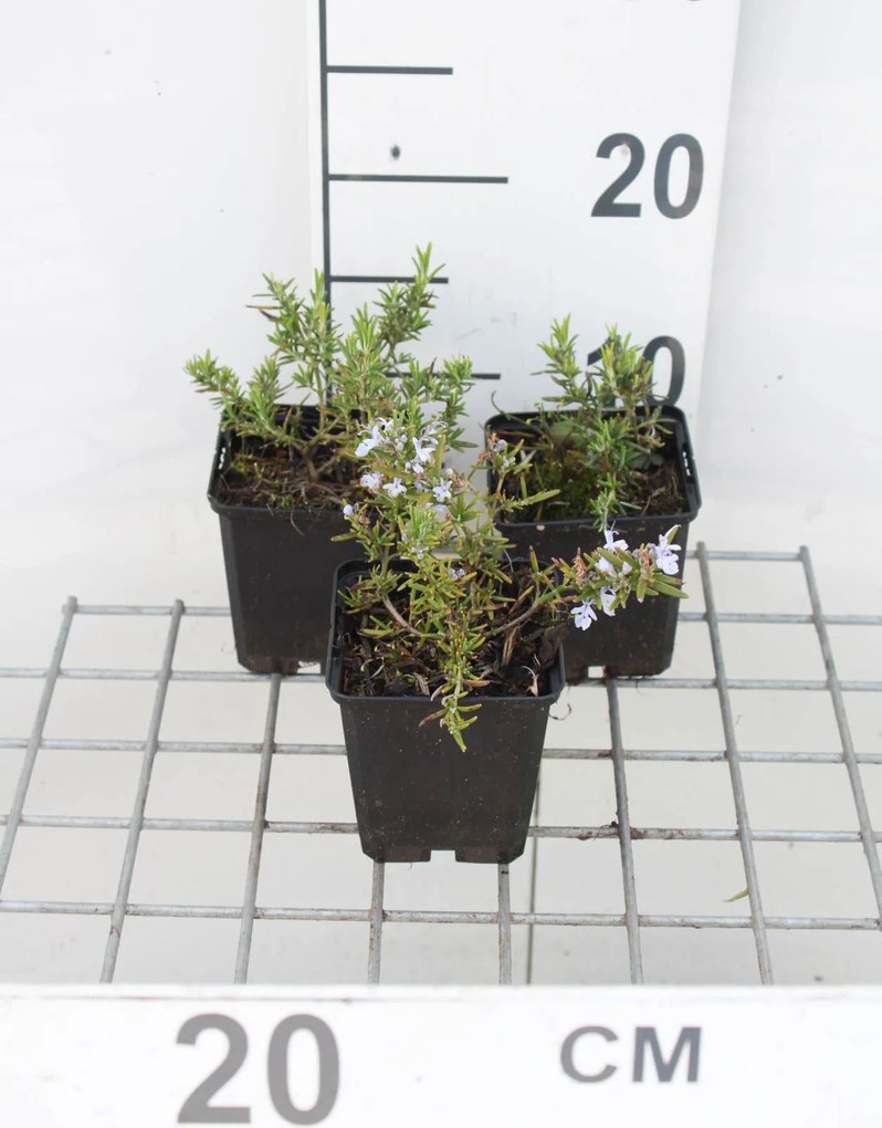 Rosmarinus officinalis 'Capri' - pot 9x9 cm