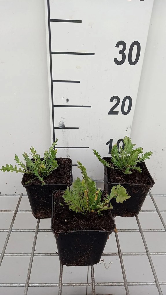 Achillea filipendulina 'Parker's Variety' - pot 9x9 cm