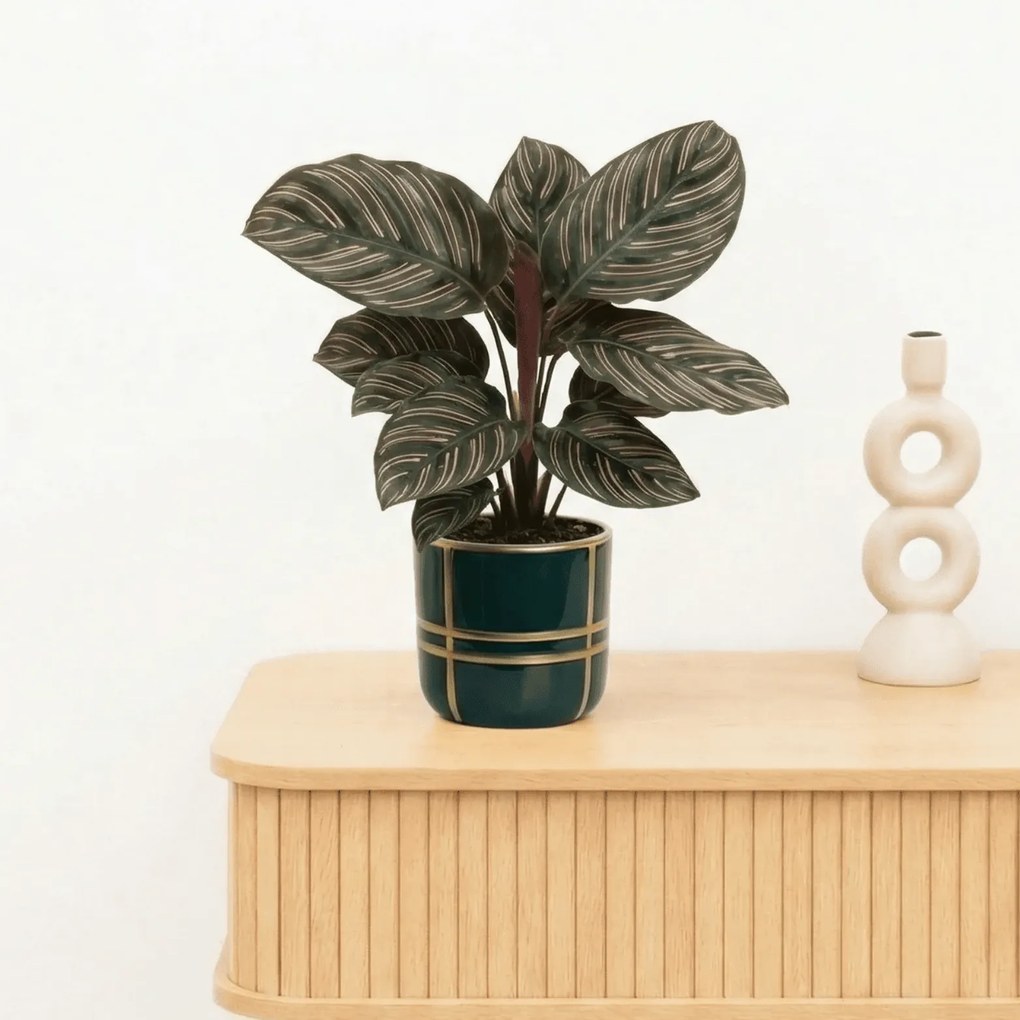 Bambino Calathea Ornata - 15cm
