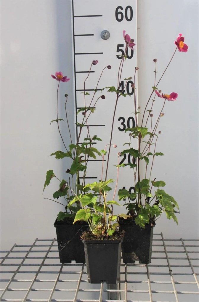 Anemone hupehensis 'Splendens' - pot 9x9 cm -