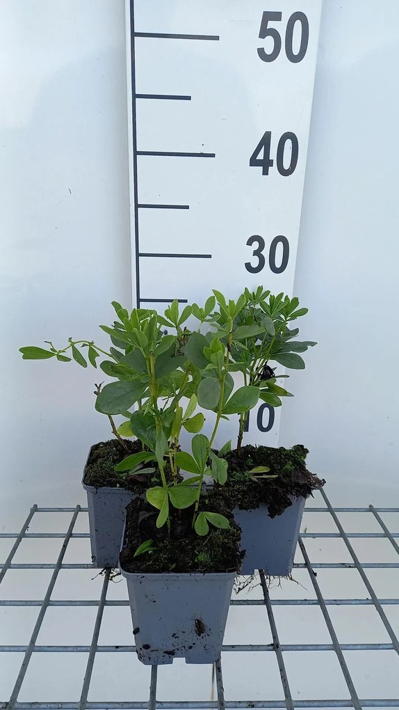 Baptisia australis 'Alba' - pot 9x9 cm -
