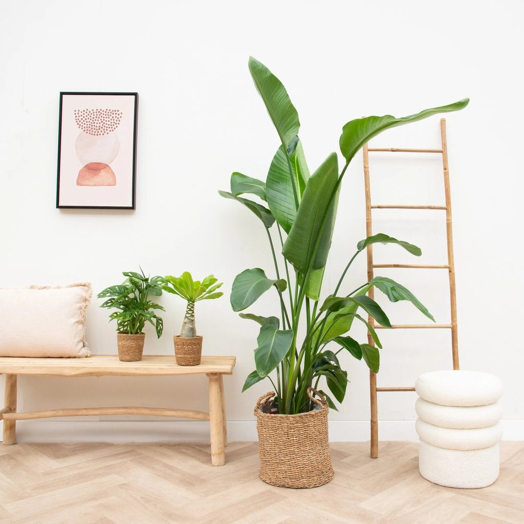 Appartement groot plantenpakket inclusief manden
