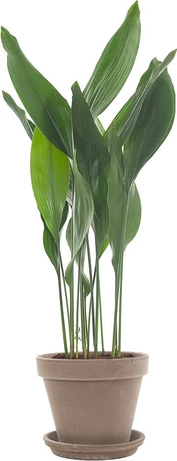 Slagersplant (Aspidistra Elatior) incl. taupe pot