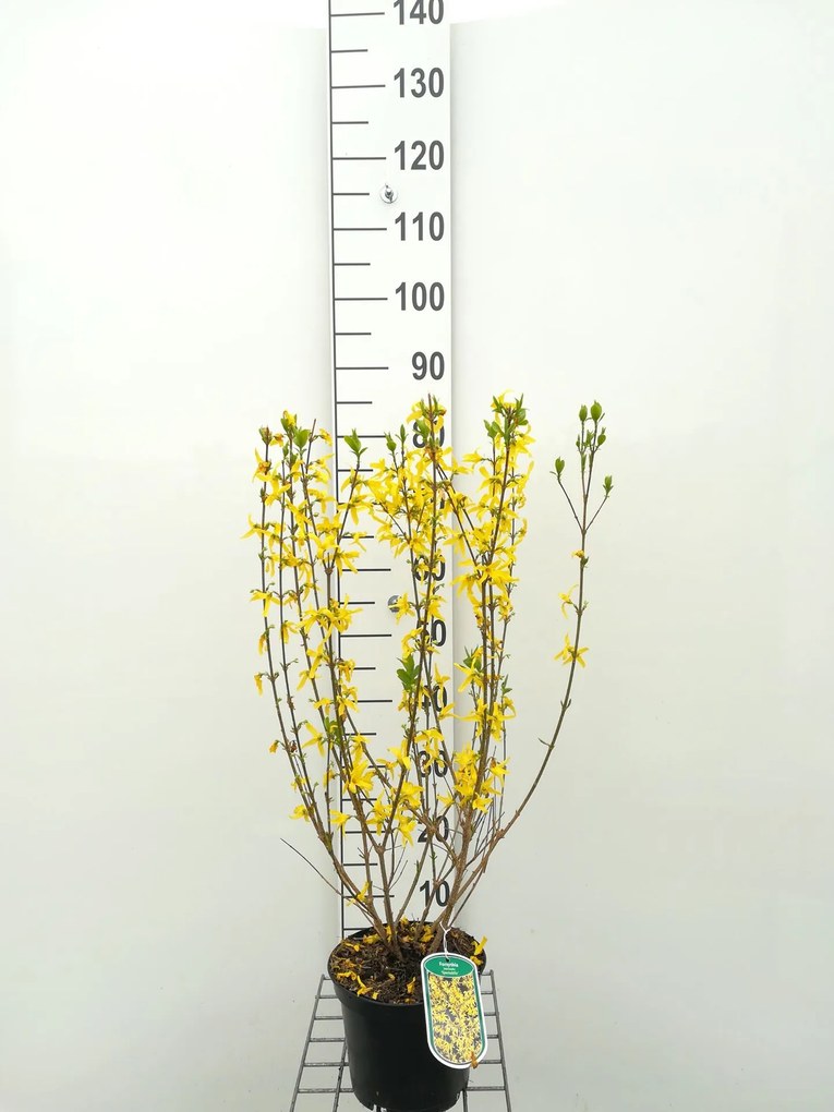 Forsythia x intermedia 'Spectabilis' - pot - 50-60 cm -