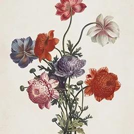 Bouquet of Anemones - L - 120 x 160 cm