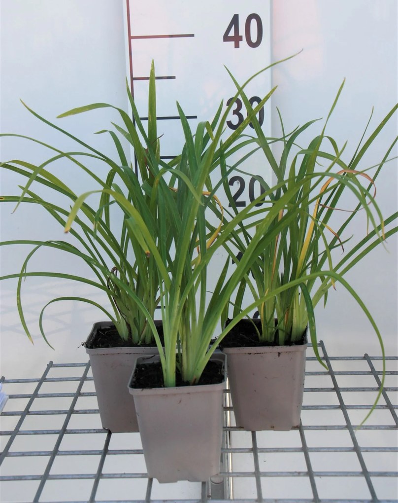 Hemerocallis'Crimson Pirate'- pot 9x9 cm