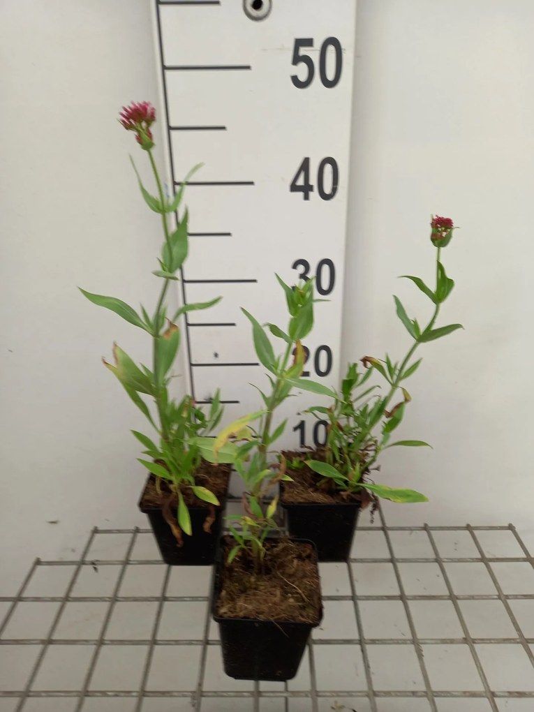 Centranthus ruber 'Rosenrot' - pot 9x9 cm -