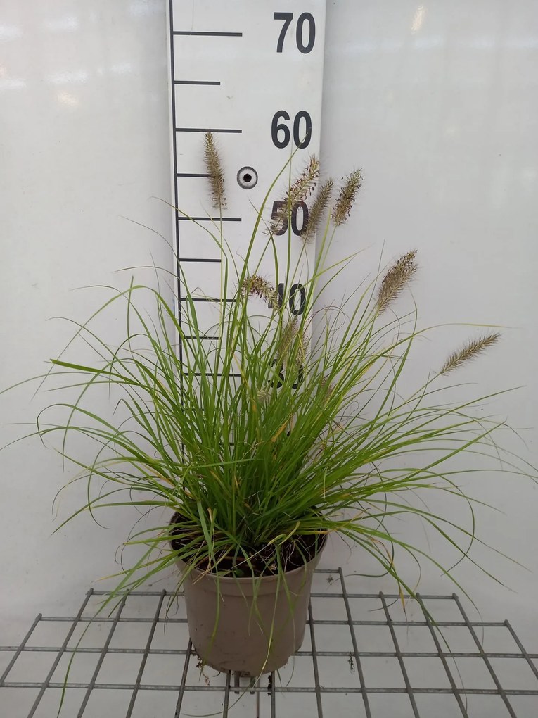 Pennisetum alopecuroides 'Hameln Gold' - pot 3L