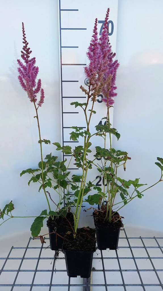 Astilbe chinensis 'Purpurlanze' - pot 9x9 cm