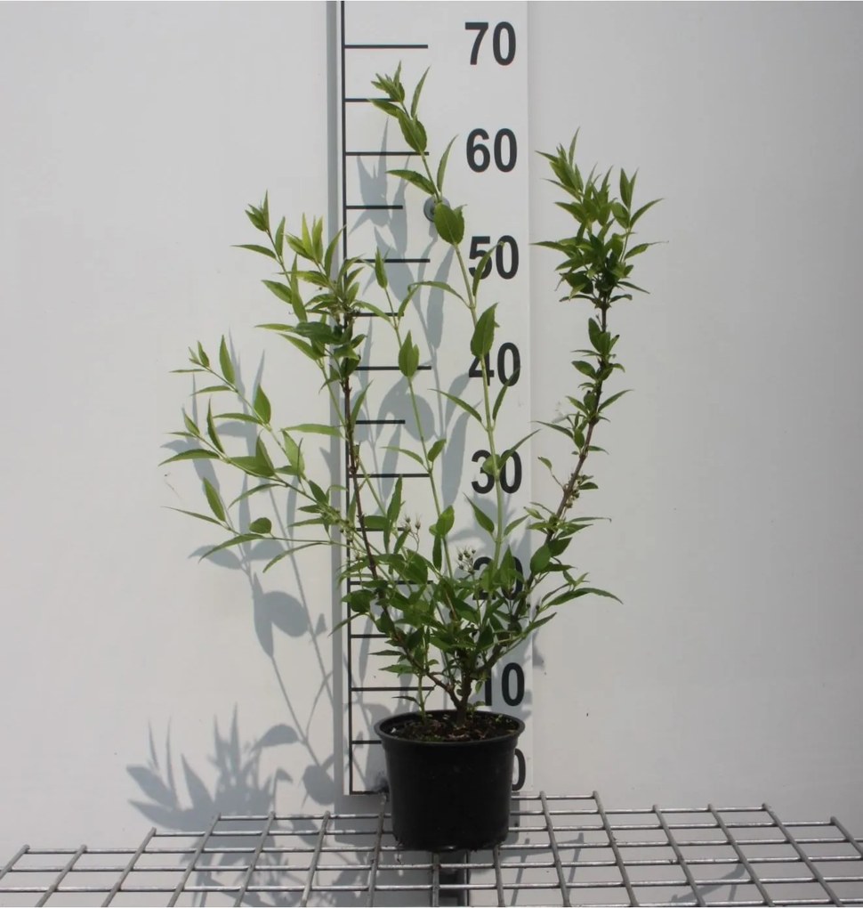 Deutzia gracilis - pot - 25-30 cm -