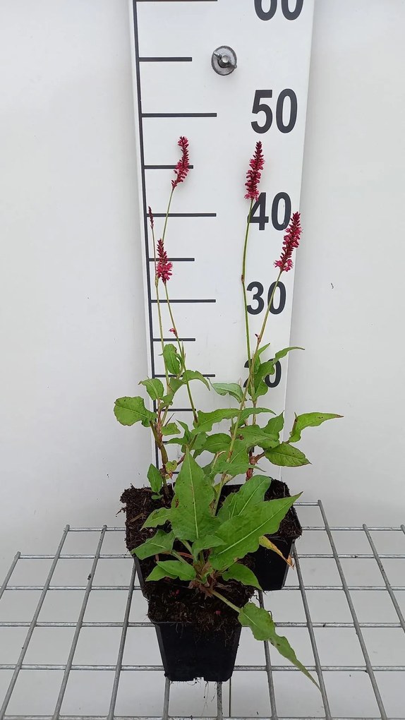 Persicaria amplexicaulis 'Speciosa' - pot 9x9 cm -