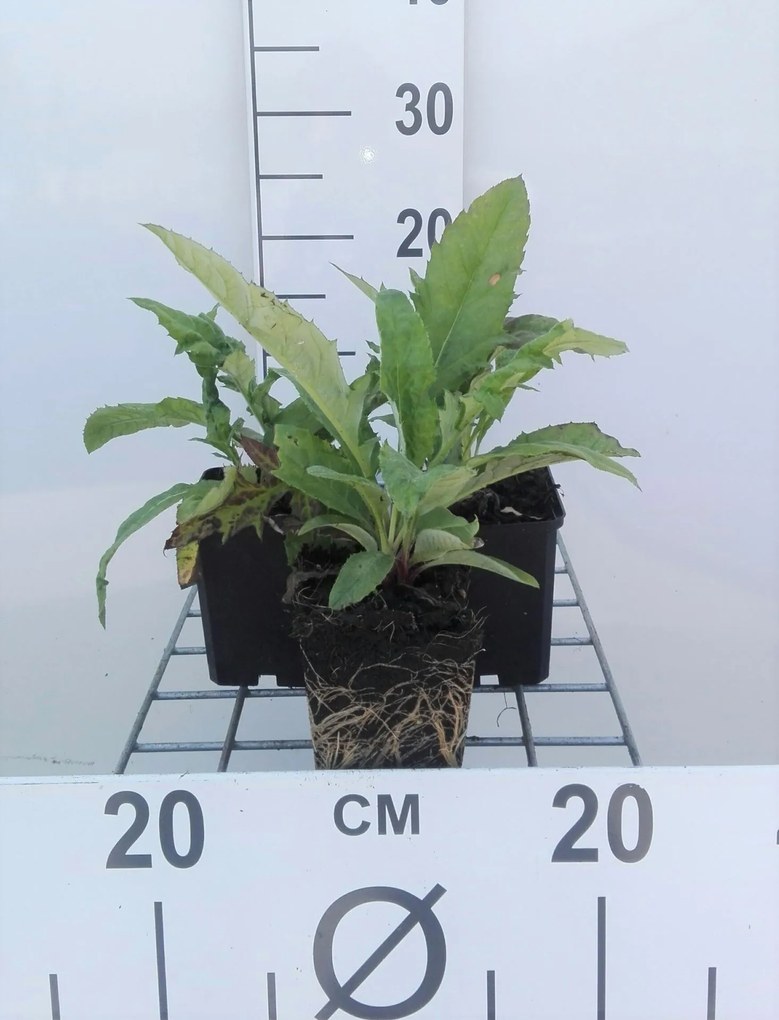 Echinops ritro - pot 9x9 cm -