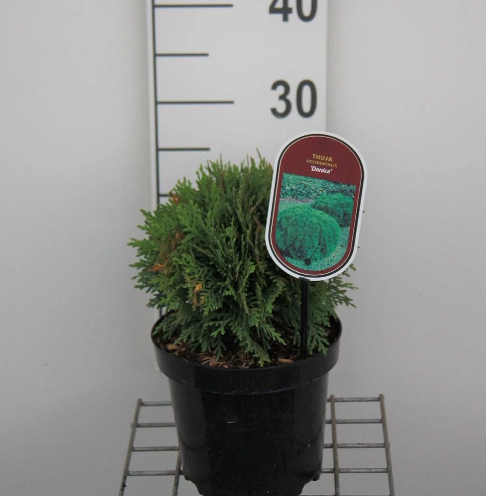 Thuja occidentalis 'Danica' - pot - 20-25 cm