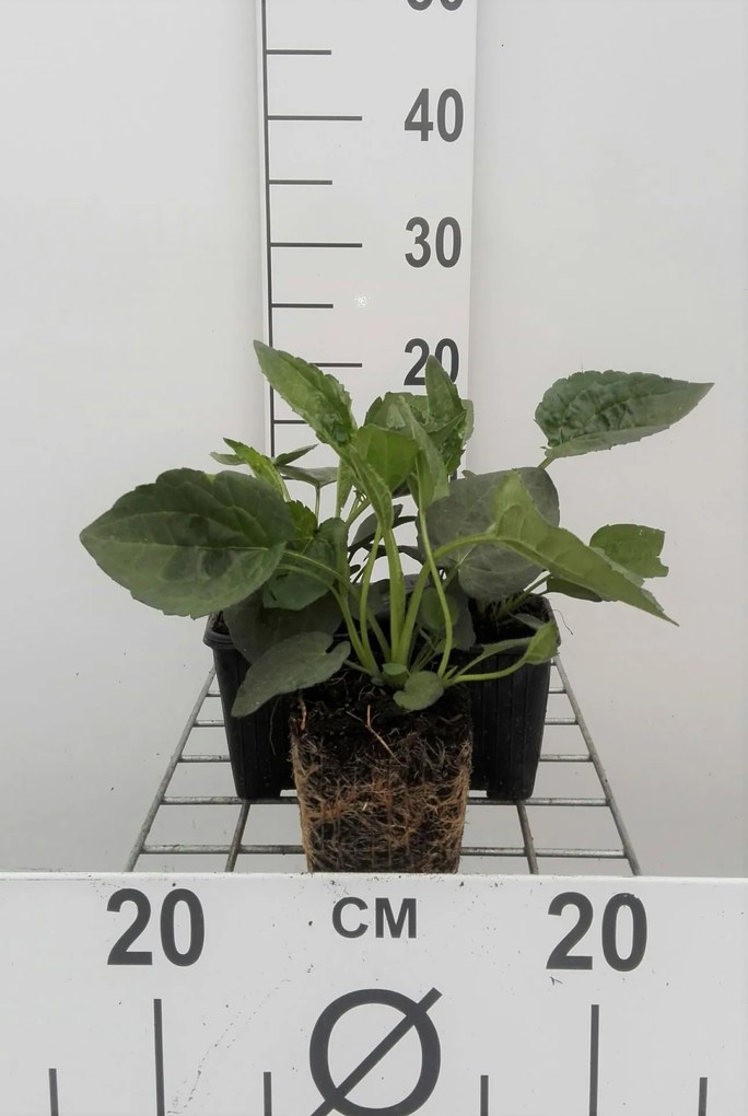 Rudbeckia fulgida'Goldsturm'- pot 9x9 cm -