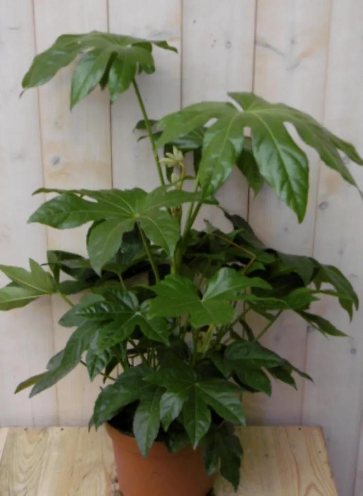 Kamerplant Vingerplant 60 cm