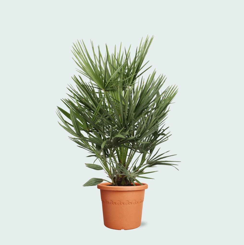 Chamaerops Humilis - 90cm