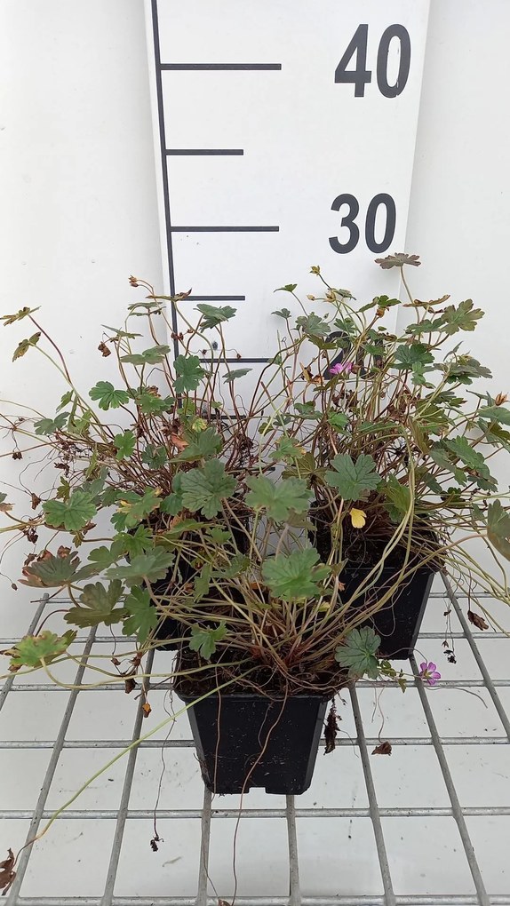 Geranium 'Bremmery' (Orkney Cherry) - pot 9x9 cm