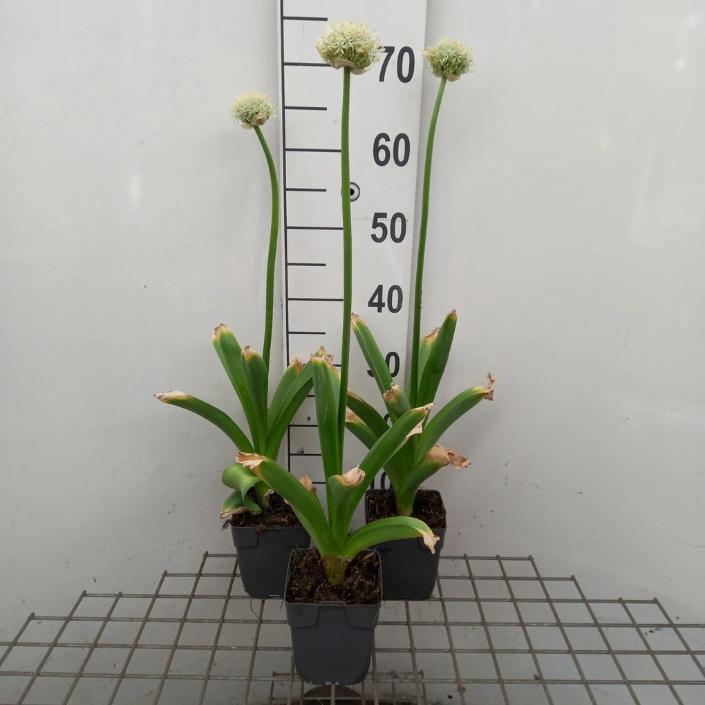 Allium 'Mont Blanc' - pot 1L