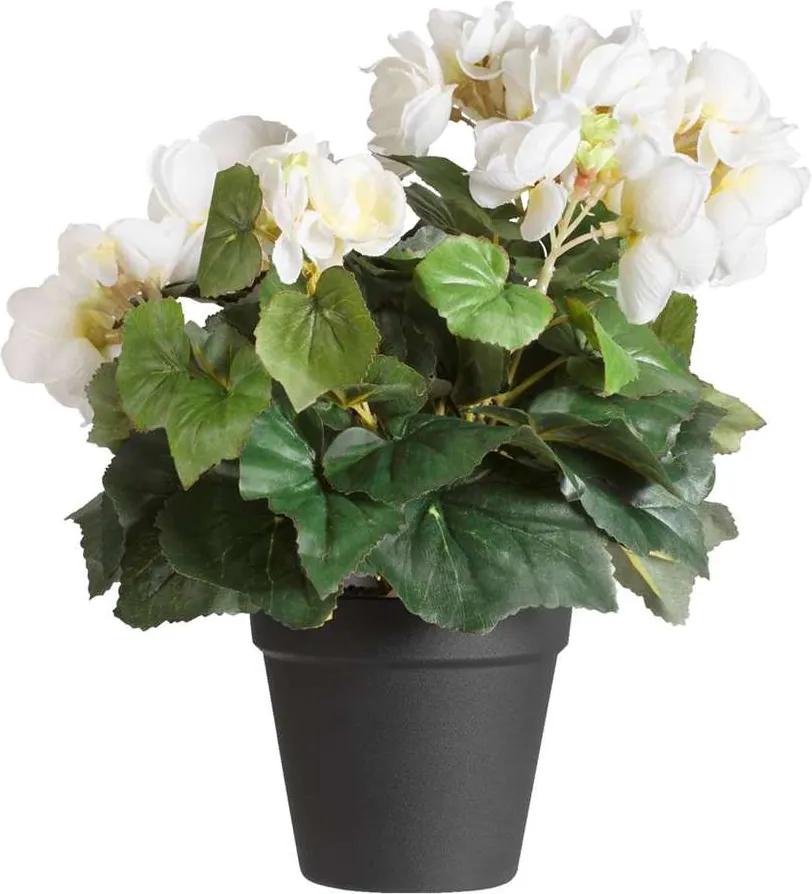 Begonia in pot - 35 cm - Leen Bakker