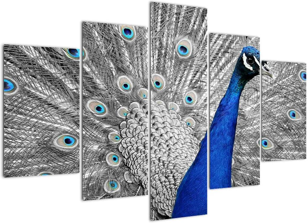 Schilderij - Blauwe pauw (150x105 cm), 40 andere afmetingen