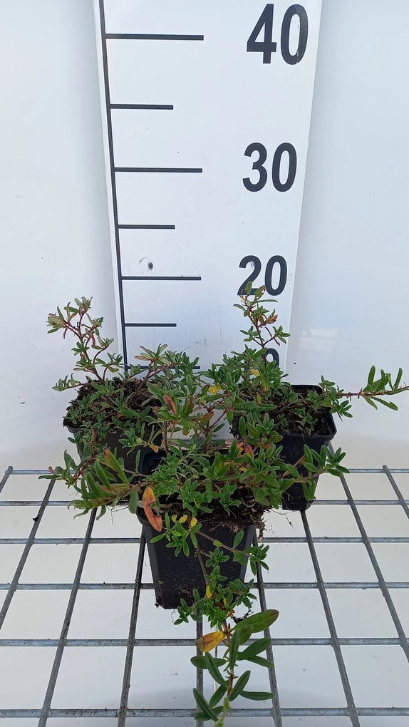 Helianthemum 'Cerise Queen' - pot 9x9 cm