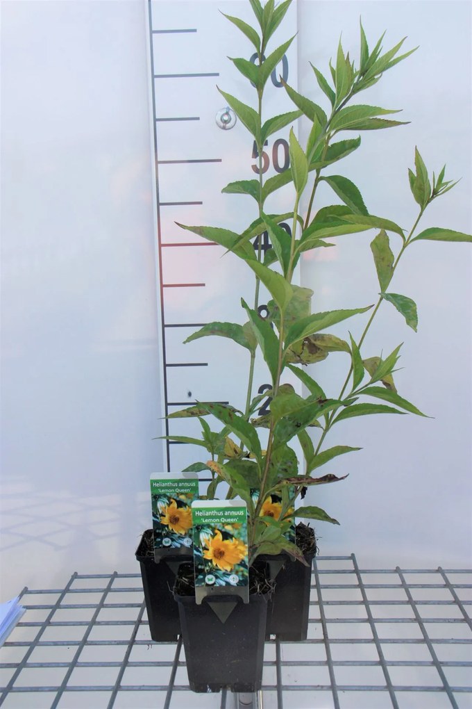 Helianthus 'Lemon Queen' - pot 9x9 cm -