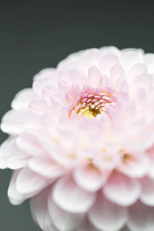 Foto Pink Flower No1, Studio Collection