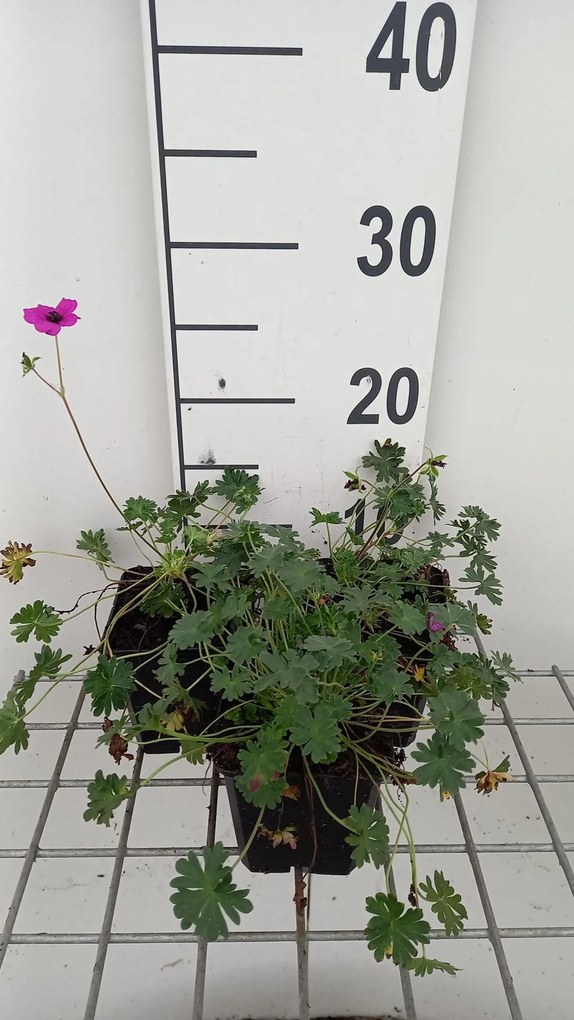 Geranium cinereum var. subcaulescens - pot 9x9 cm