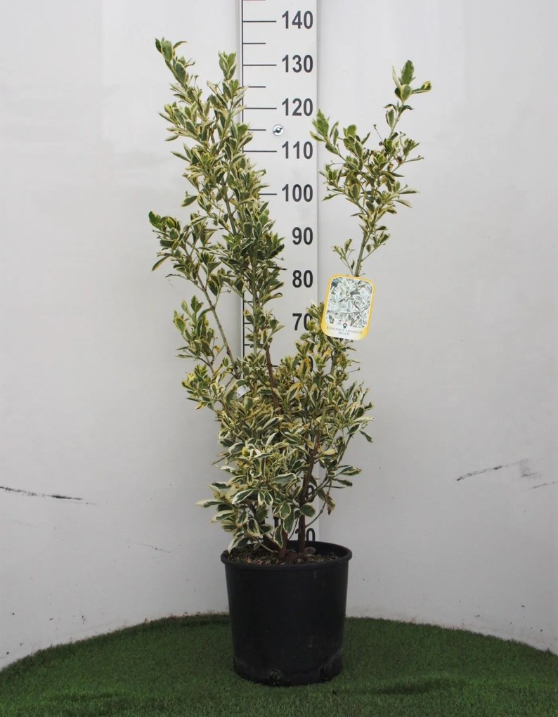 Euonymus japonicus 'Bravo' - pot 10L - 60-80 cm