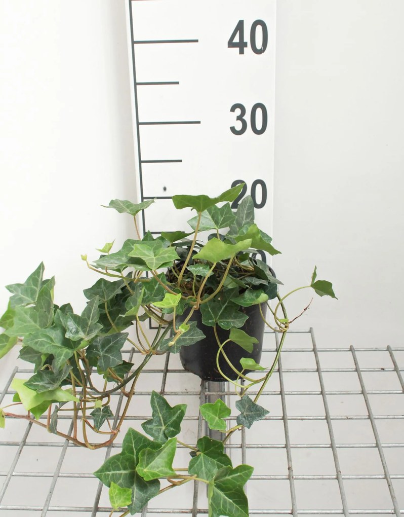 Hedera hibernica - pot 1,3L - 40-60 cm -