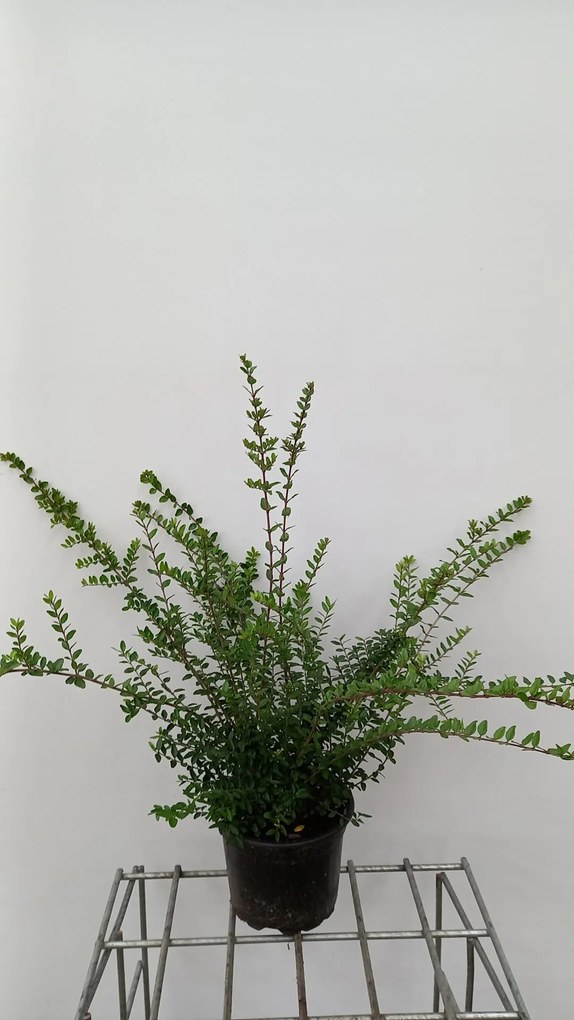 Lonicera nitida 'Elegant' - pot 2L - 30-40 cm -