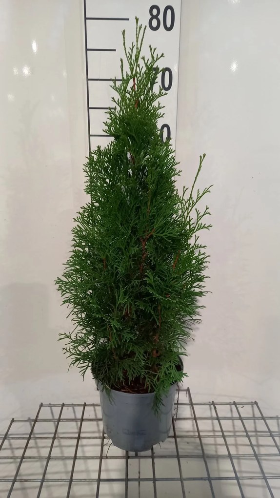 Thuja occidentalis 'Smaragd' - pot - 50-60 cm