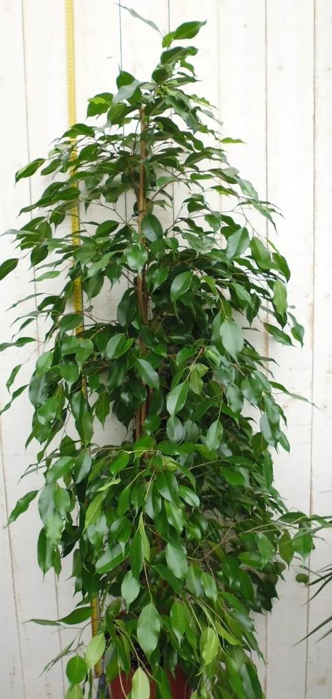 Kamerplant Ficus Donkergroen 100 cm