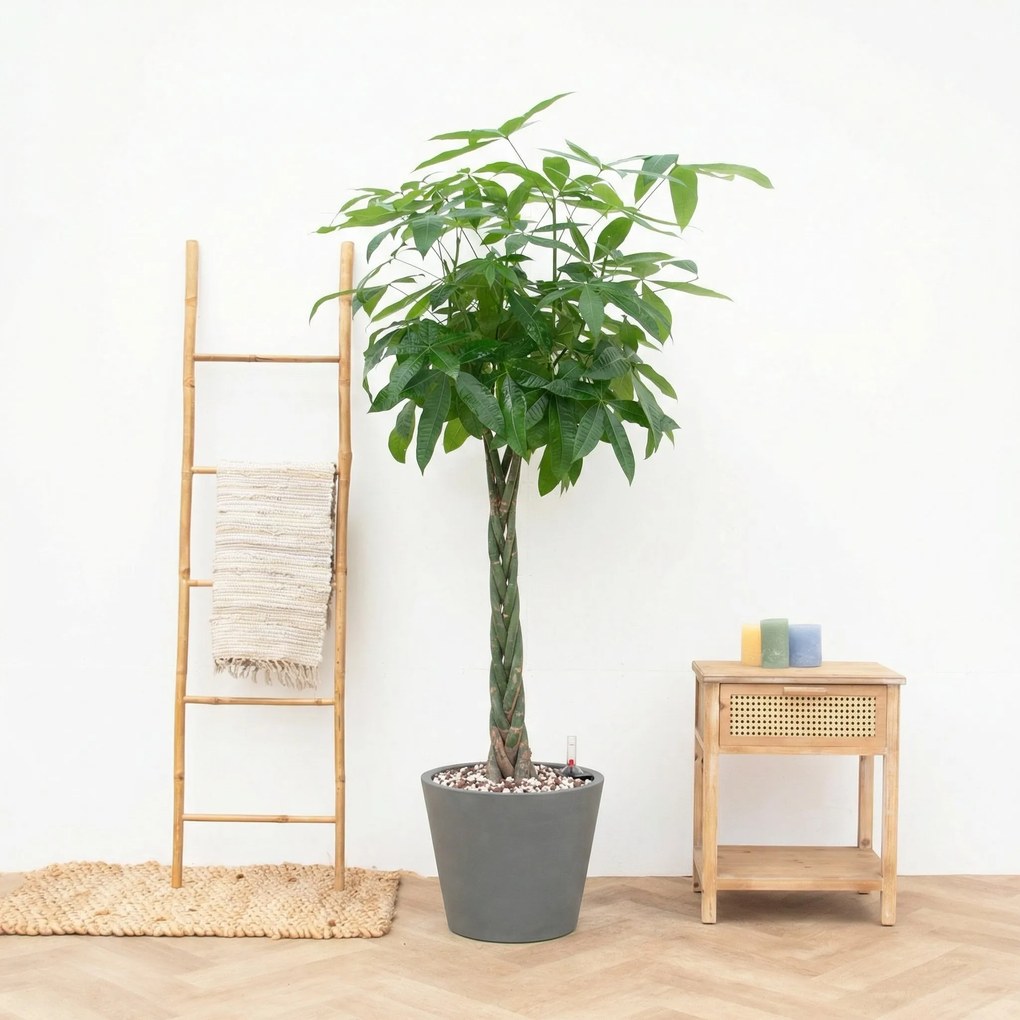 Combi Deal - Pachira Aquatica inclusief pot Bucket - 150cm
