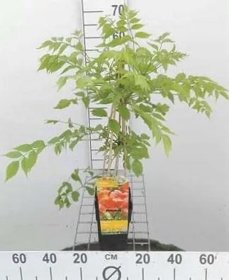Campsis radicans 'Flamenco' - pot - 50-60 cm -