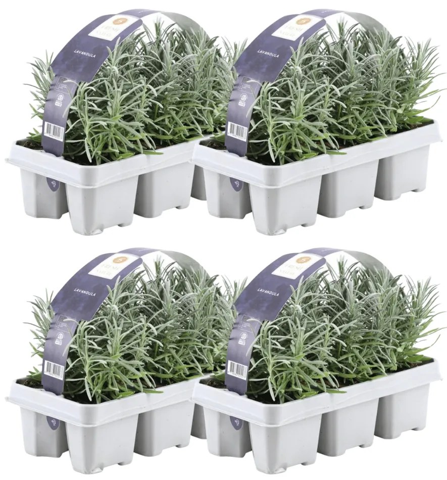 4x set van 6 Lavendel Angustifolia - 15 cm