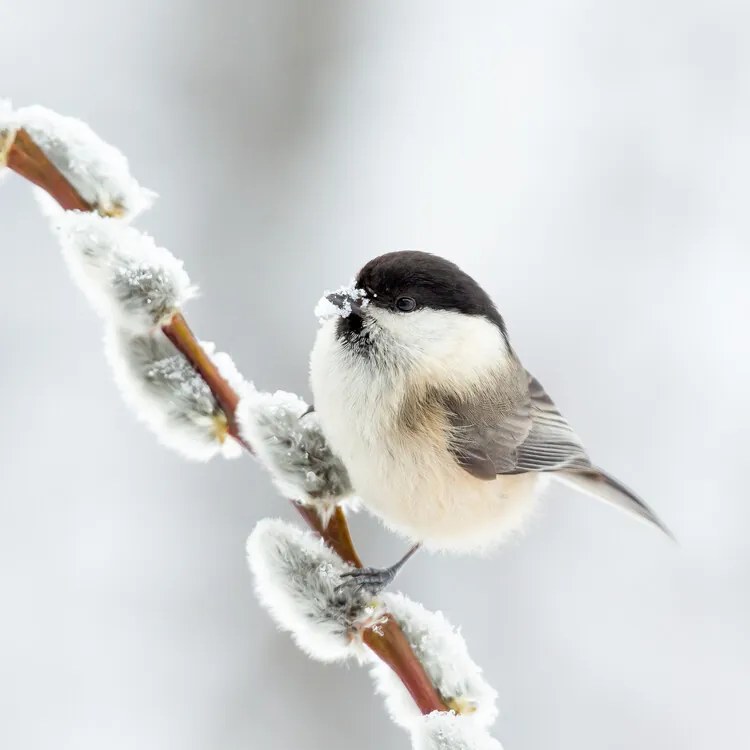 Foto Willow tit in winter., Annie Keizer