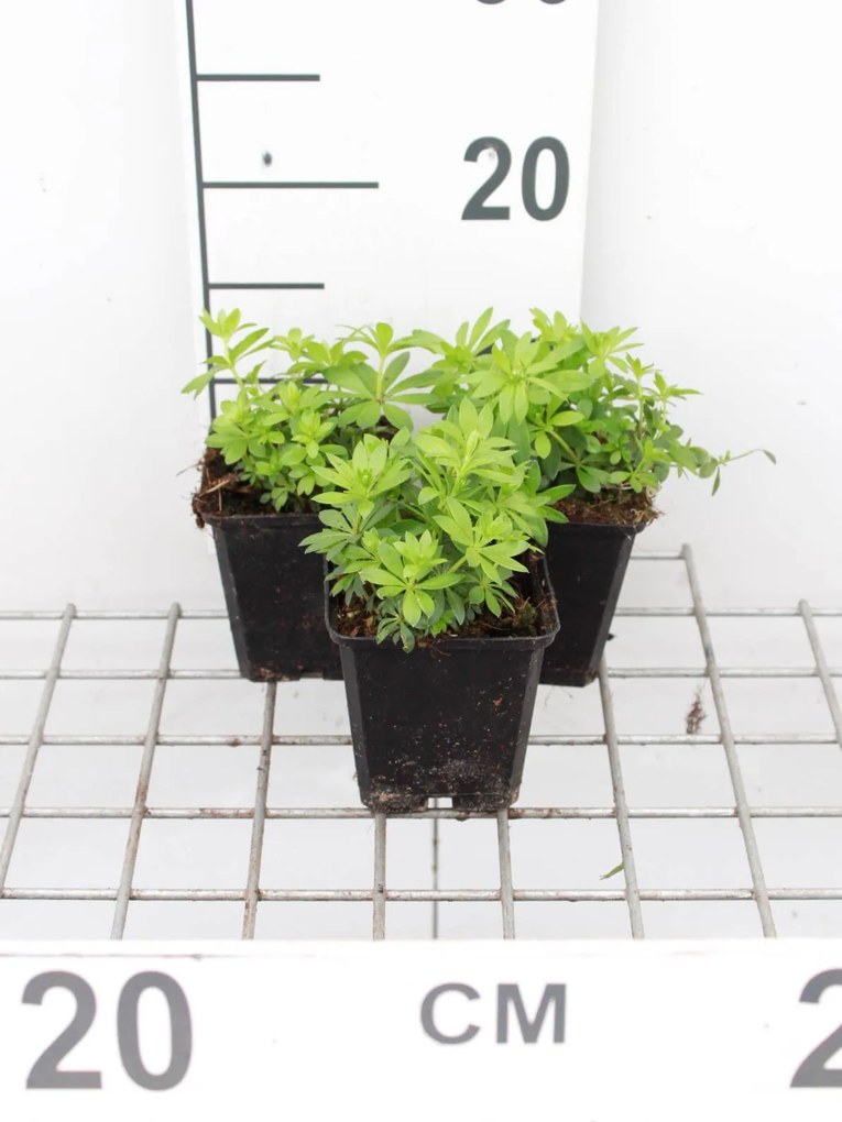 Galium odoratum - Lieve-vrouwe-bedstro - pot 9x9 cm -
