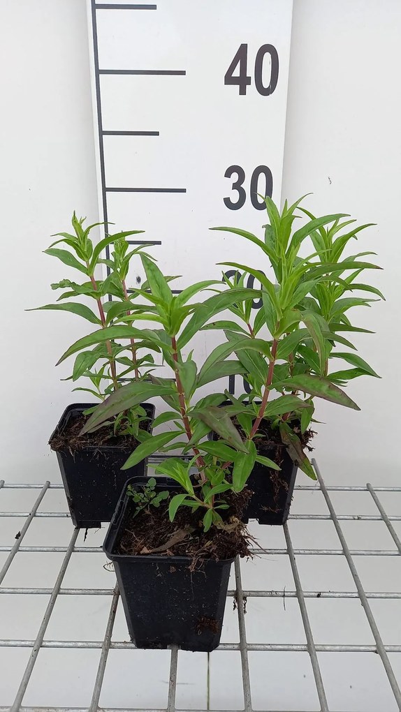 Penstemon 'Sour Grapes' - pot 9x9 cm