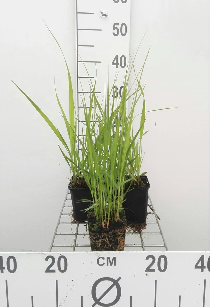 Molinia arundinacea 'Windspiel' - pot 9x9 cm