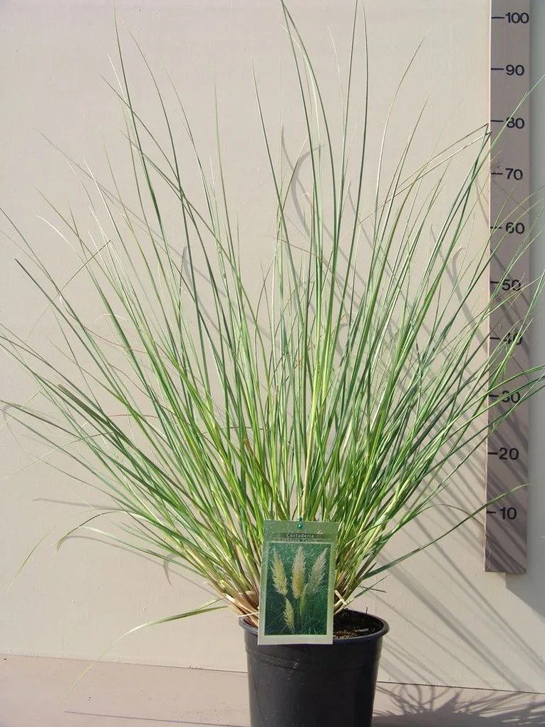Cortaderia selloana 'Pumila' - pot 4L -